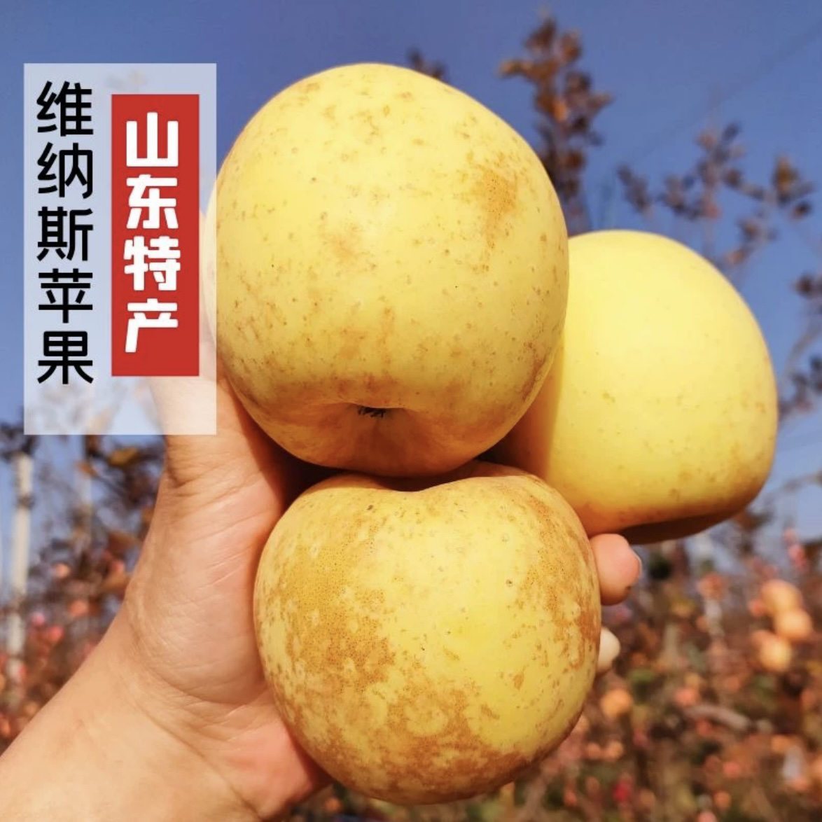 山东雀斑黄金维纳斯苹果纯甜无酸脆甜苹果