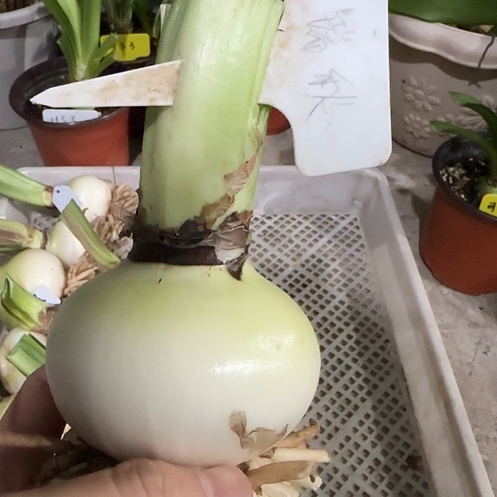 瑞秋7.5cm，裸球发货