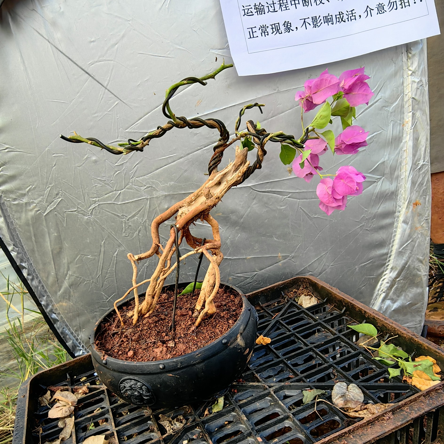 提根三角梅:瑕疵以直播间实物为准（存在少量干枝、腐枝、断根）