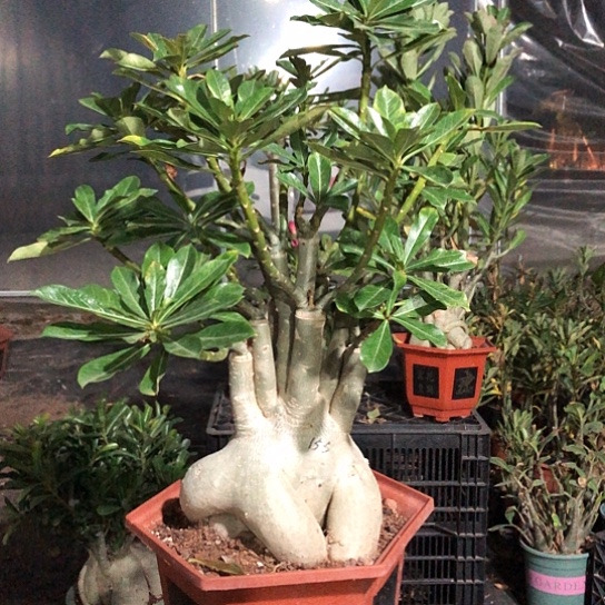 暗黑雷神紫色大花老桩一物一拍