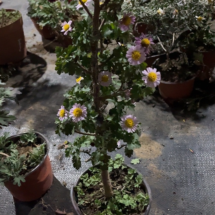 那***光30菊花菊花菊花家