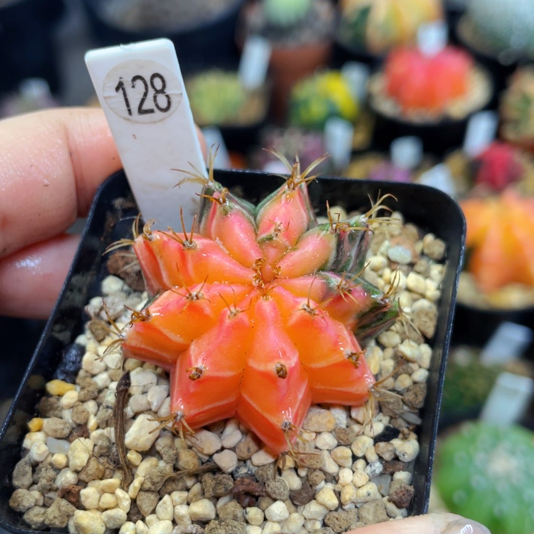 盆5公分满25包邮裸根发货