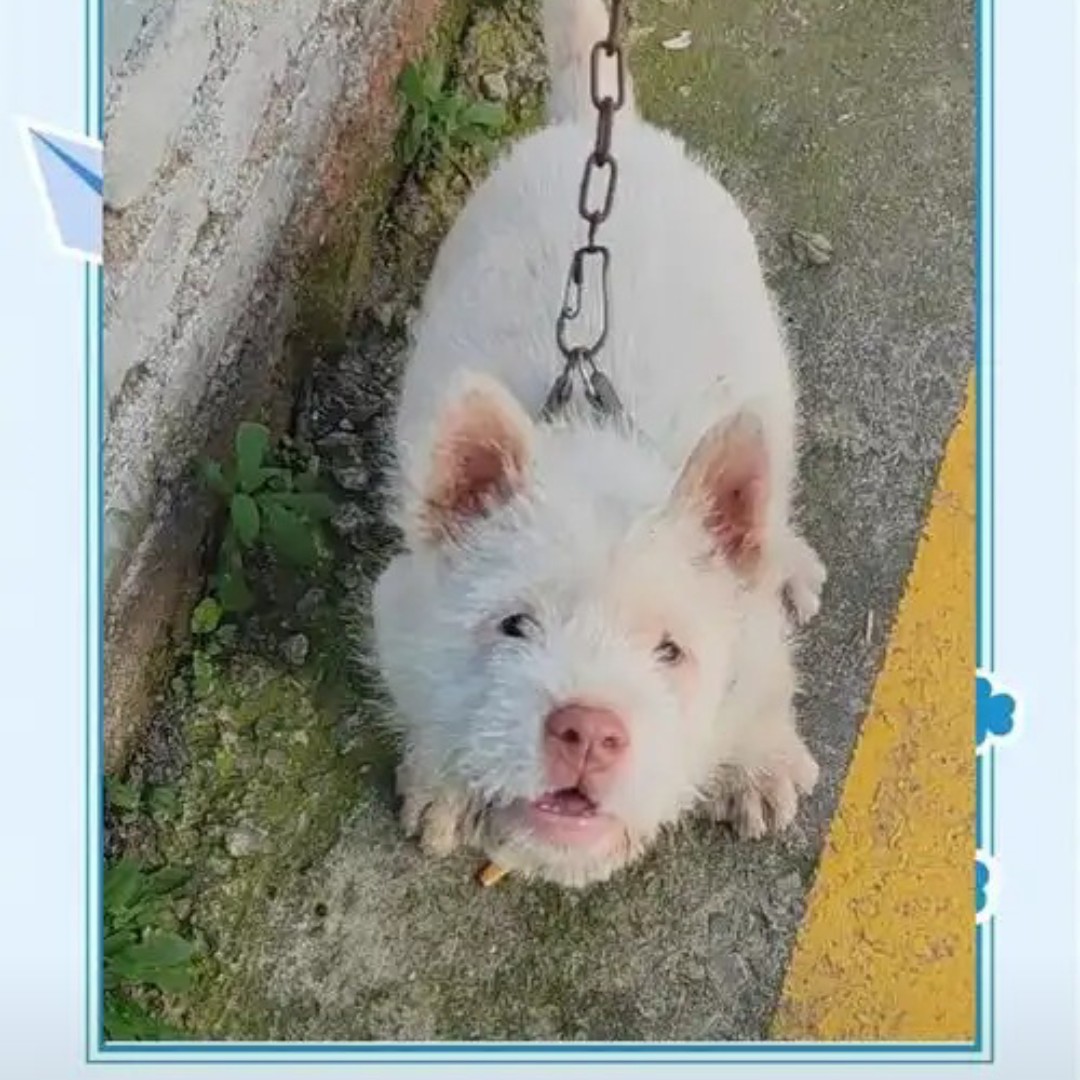 狗狗活体田园犬提供30天售后保障