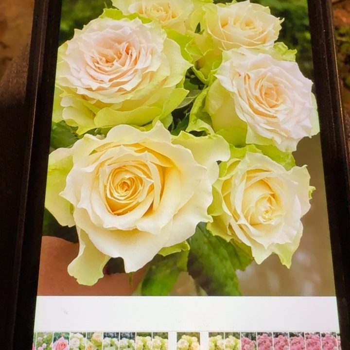 无花朵象牙裸根苗