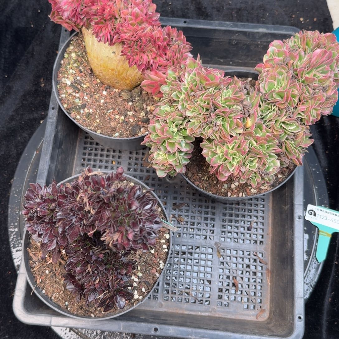 从前慢花园多肉编号1123.449