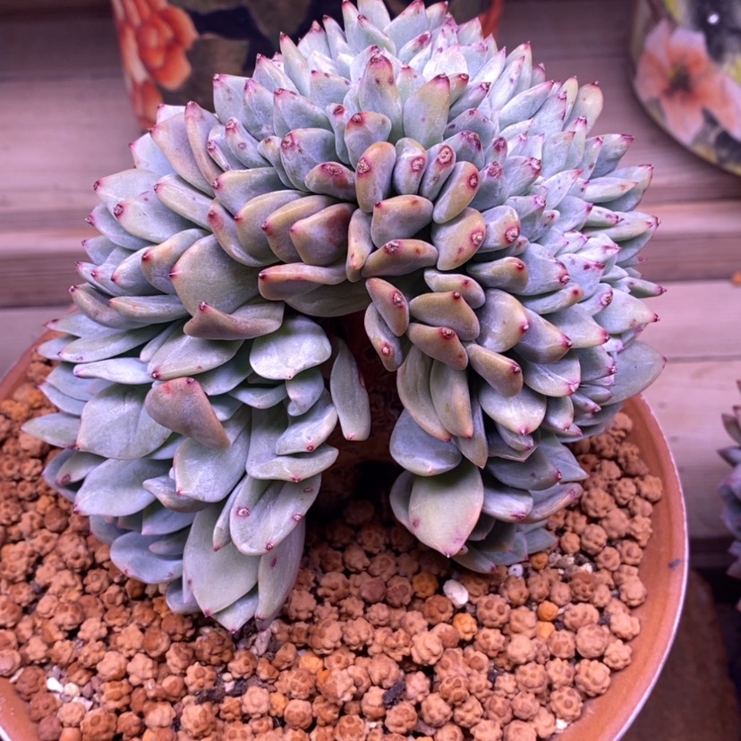 【闪购商品】南**x寄养