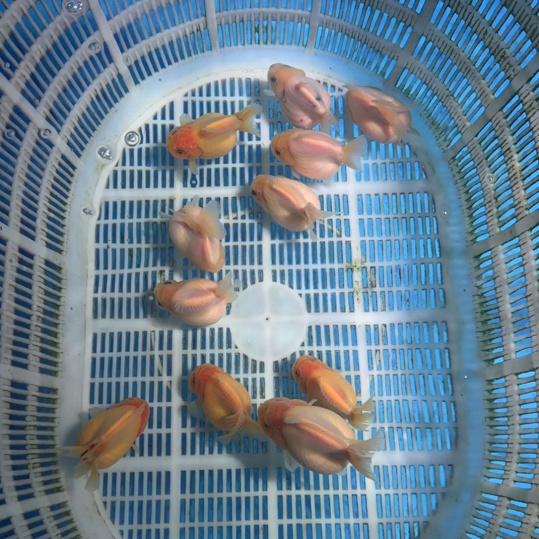 狮头鱼兔子将军盲盒3只