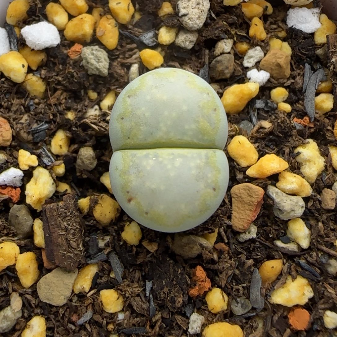411 生石花大棚直播