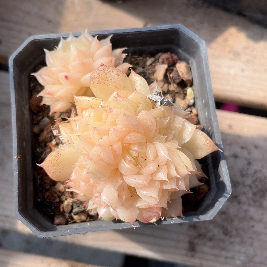 优选麦秆福利9117