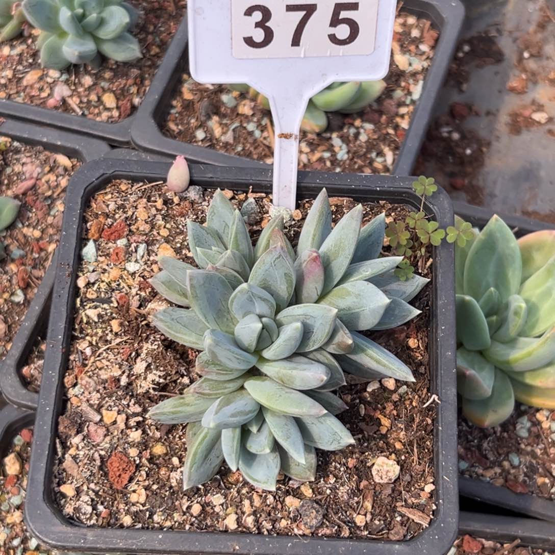 多肉植物红蛋群375