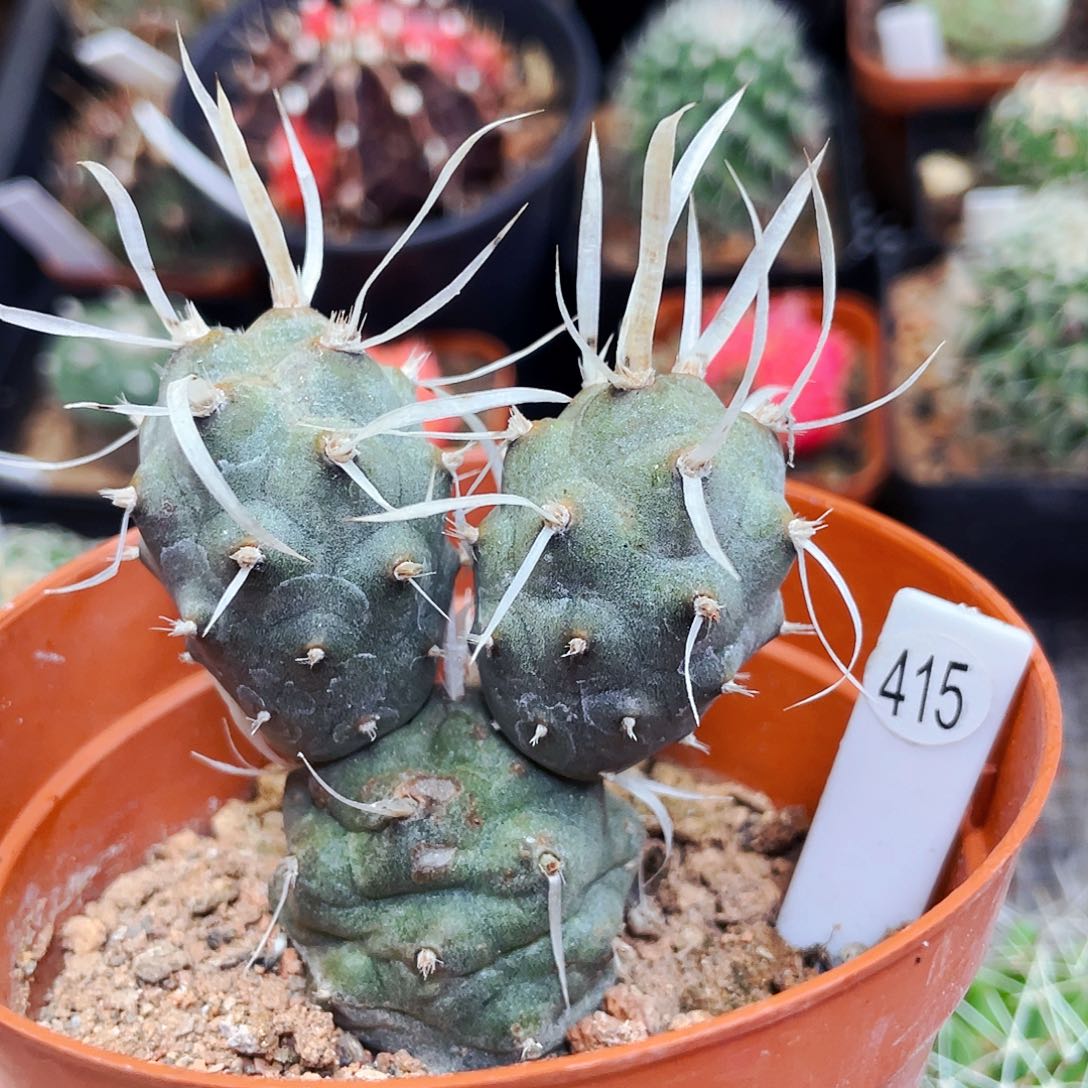 非偏远地区满25包邮仙人球