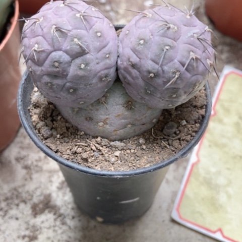 习志野仙人球60米仙人球