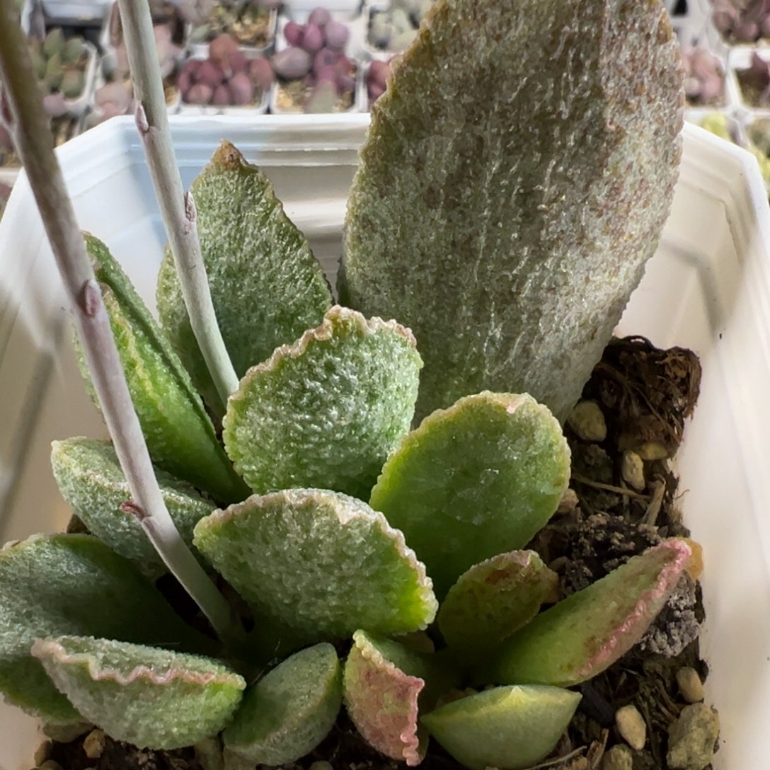 爱丽丝多肉植物水泡冰晶颗粒