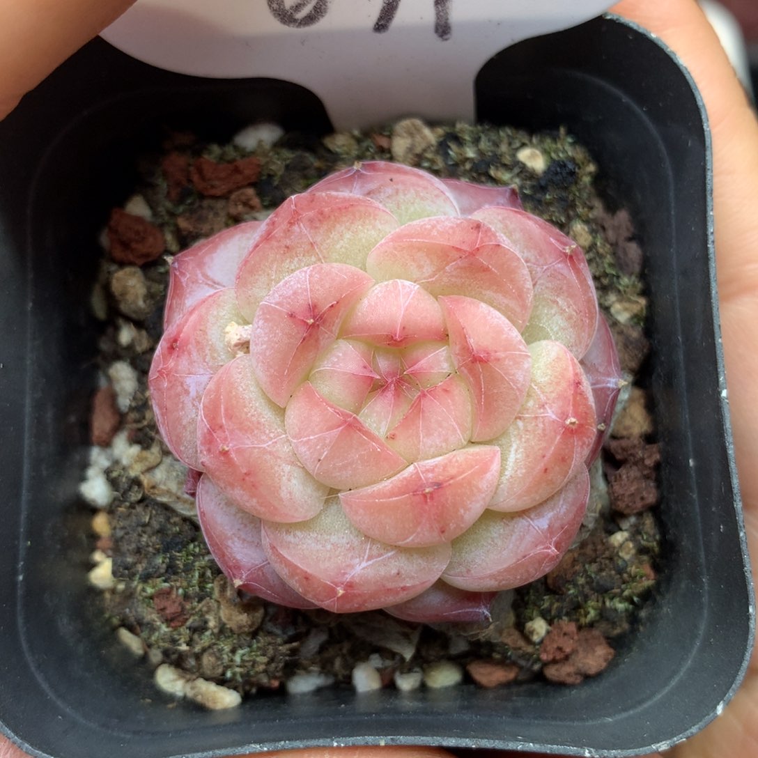 粉透暗纹糖心639