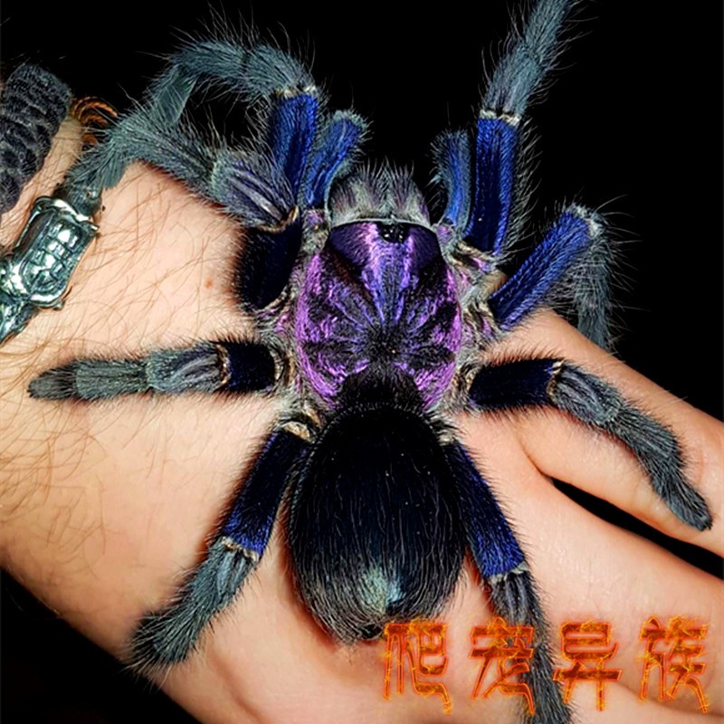 蓝紫海地pho属蓝紫色靓丽惊艳蜘蛛大型类蜘蛛骨灰级玩家收藏品