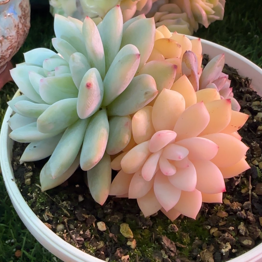 梦露锦群多肉植物