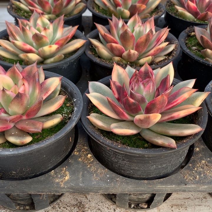 火焰山锦单头脱土