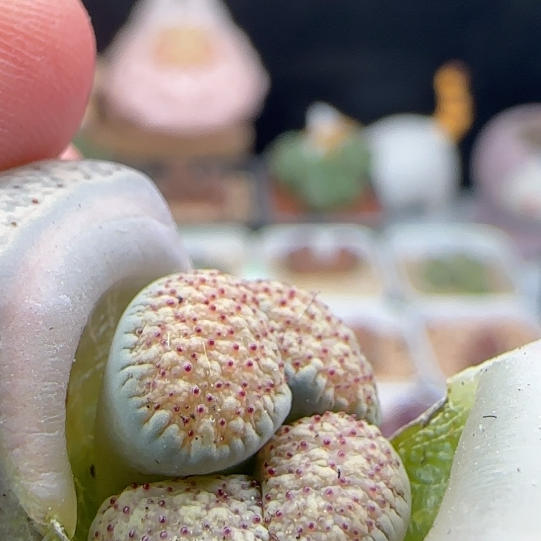 2.16.43/血点朝贡