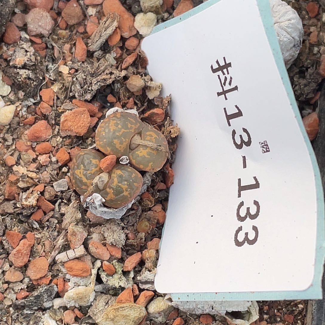 是***～13-133肉锥多肉植物