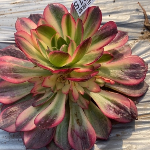 945黑魔锦满25包邮多肉