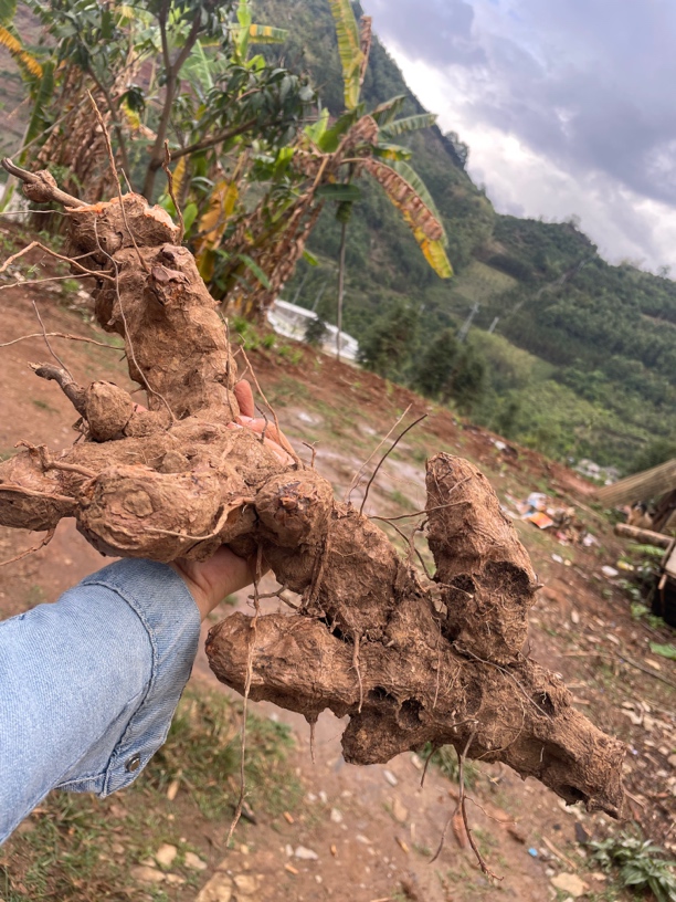 云南高山野生土茯苓，甘甜鲜货，炖汤，泡8➕1