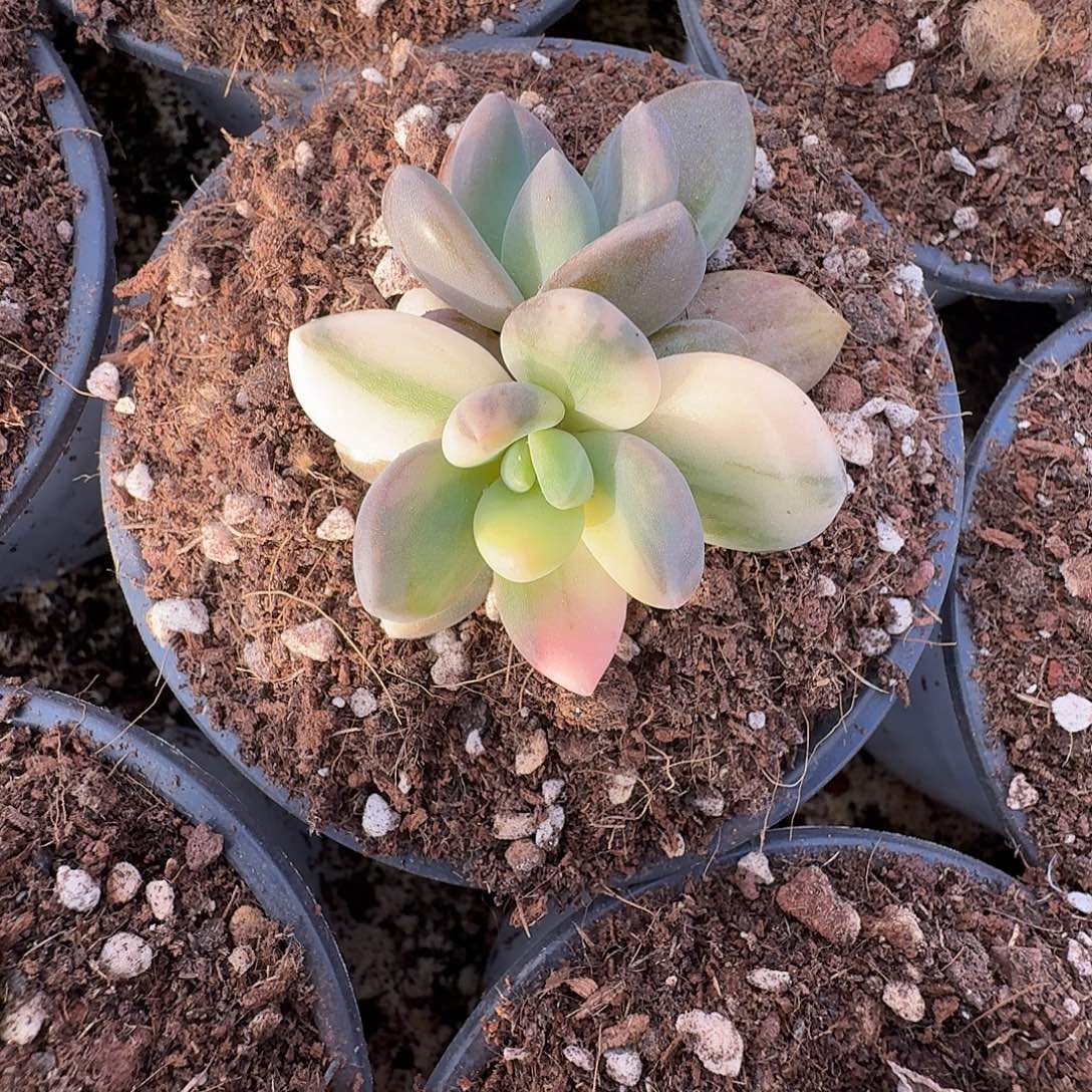 紫丽殿锦111125-308