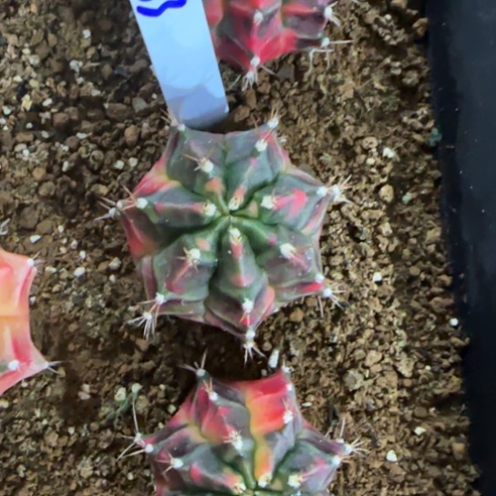 253-0122梦之火泰国发货多肉