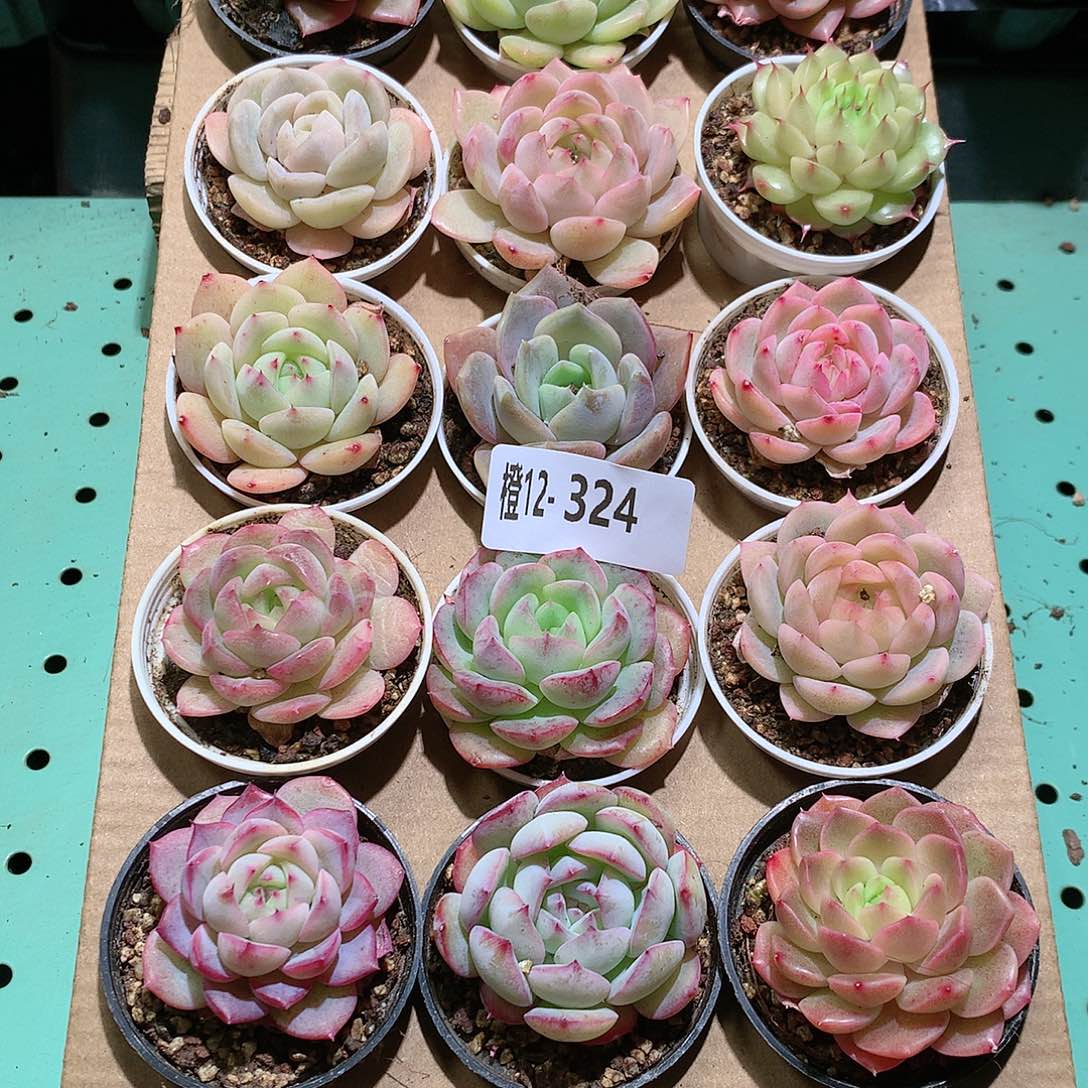 12-324一物一拍带盆18颗