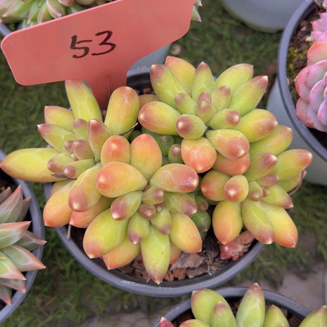 香玉的故事是一个人的故事