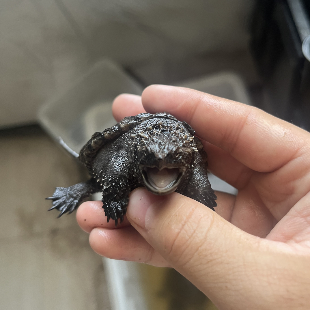 佛鳄龟苗活物凶猛肉食性家养观赏小宠物龟