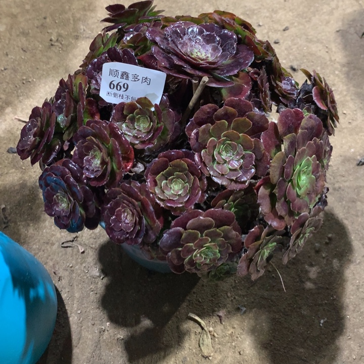 669黑萝莉多肉植物特价