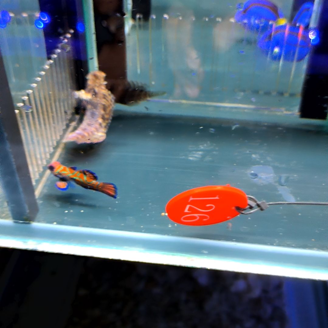 海水鱼西瓜刨小号瑕疵无售后6-64-126