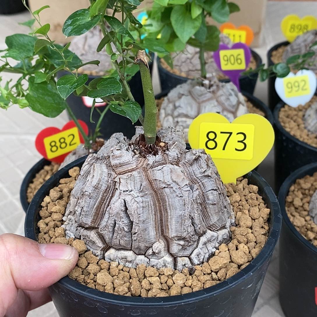 南非龟甲龙龟甲龙