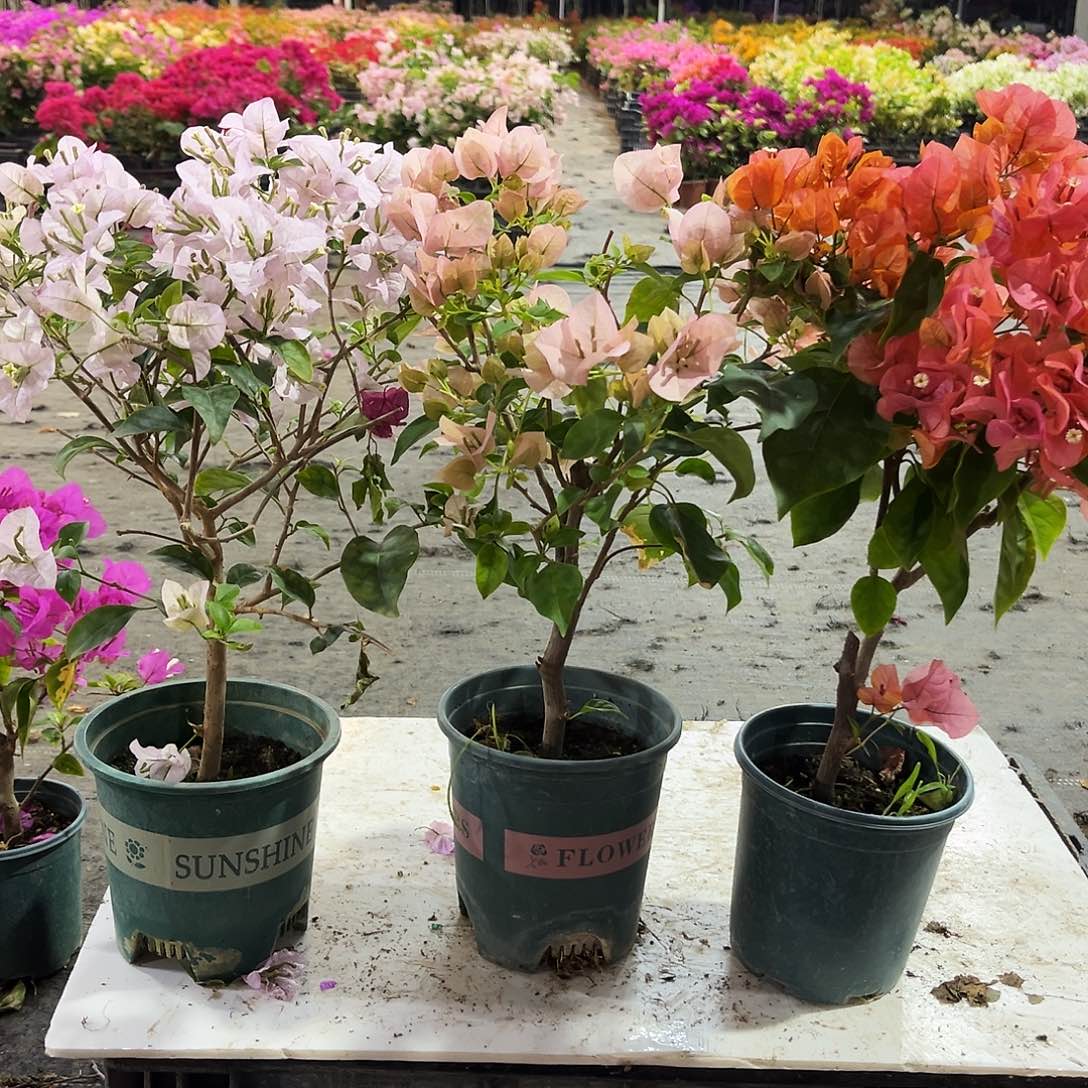 大部分花苞少量开放苹果花，暗班丽人，波妹