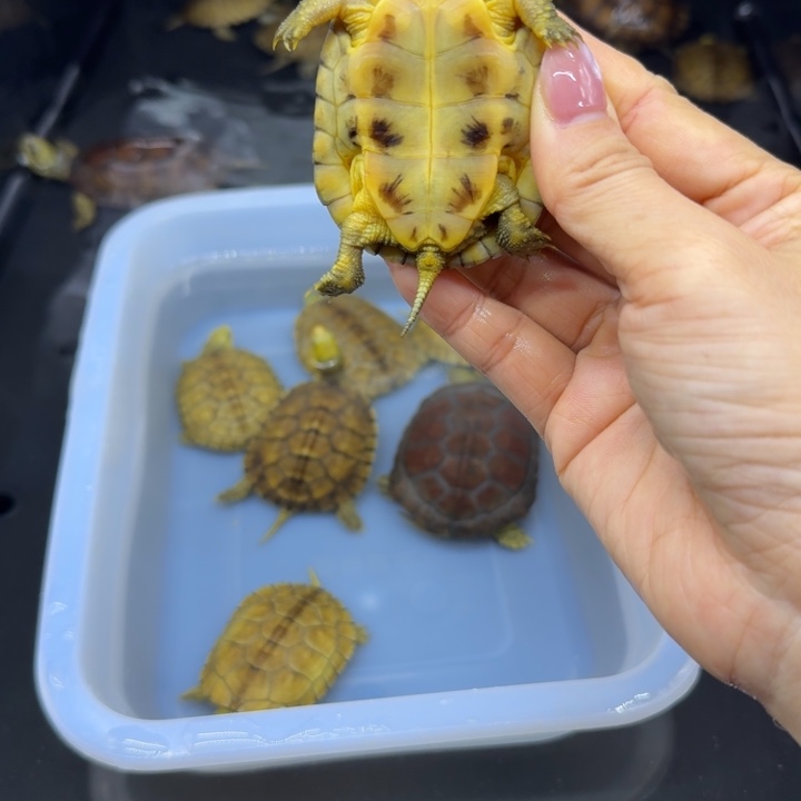 初***始宠物龟公母搭配背甲6