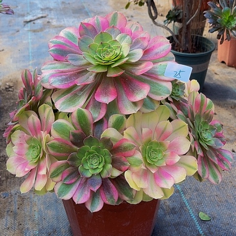 香水百合一物一拍25