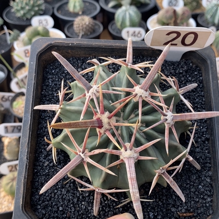 20号剑锋凌波9.2cm