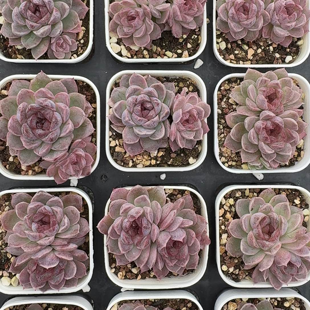 如图5.5白方优选白自己随机两个