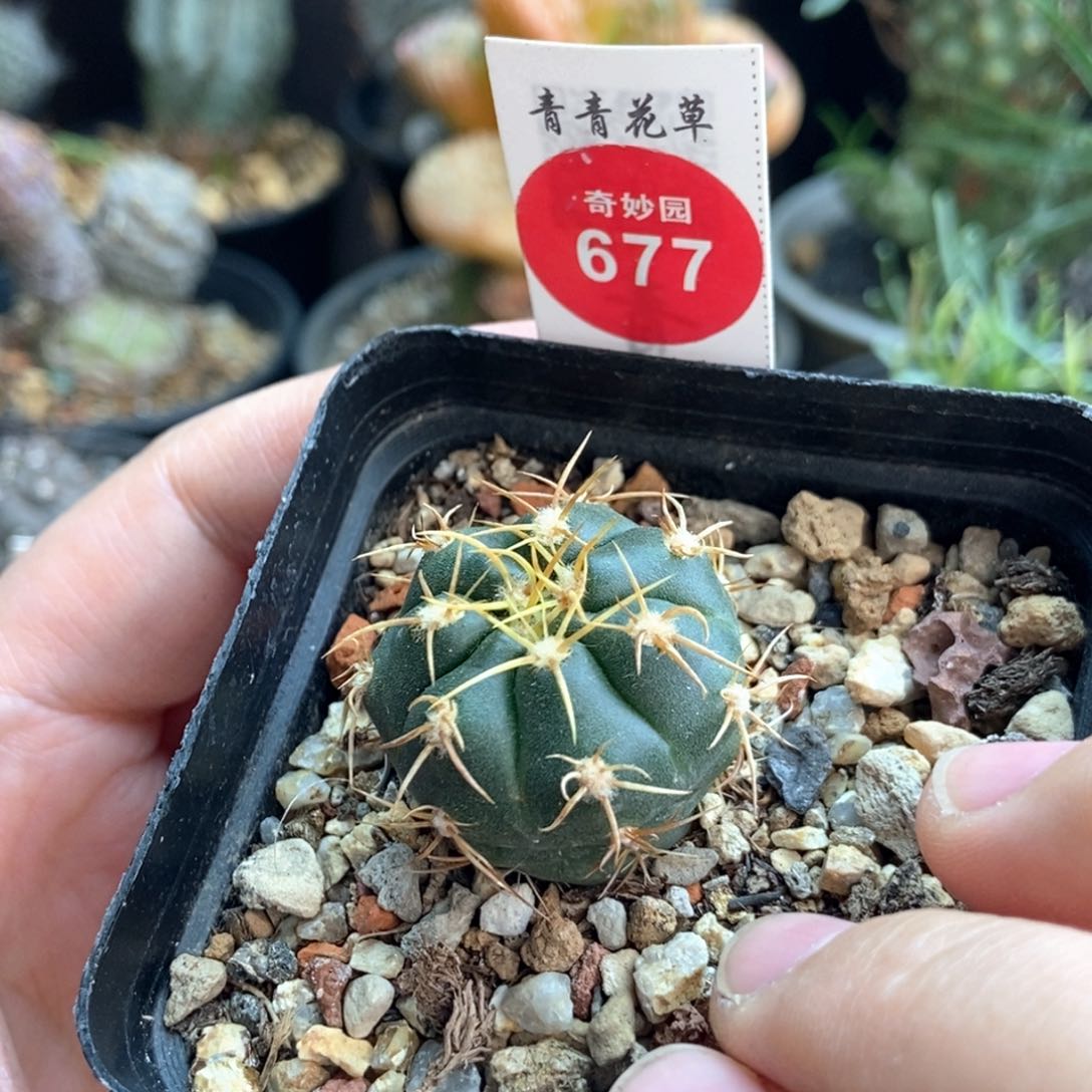 实生曲刺海王一颗仙人球