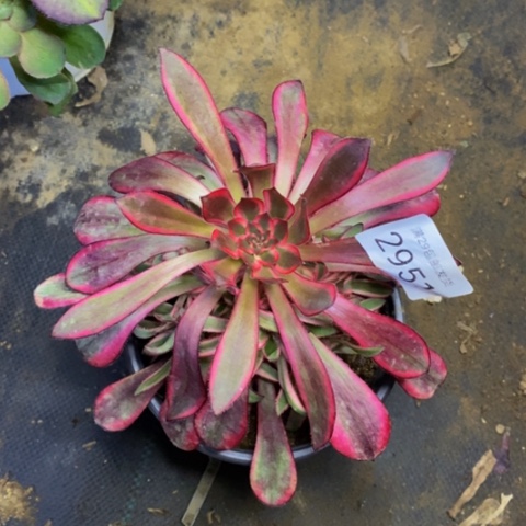 香奈儿多肉植物2951