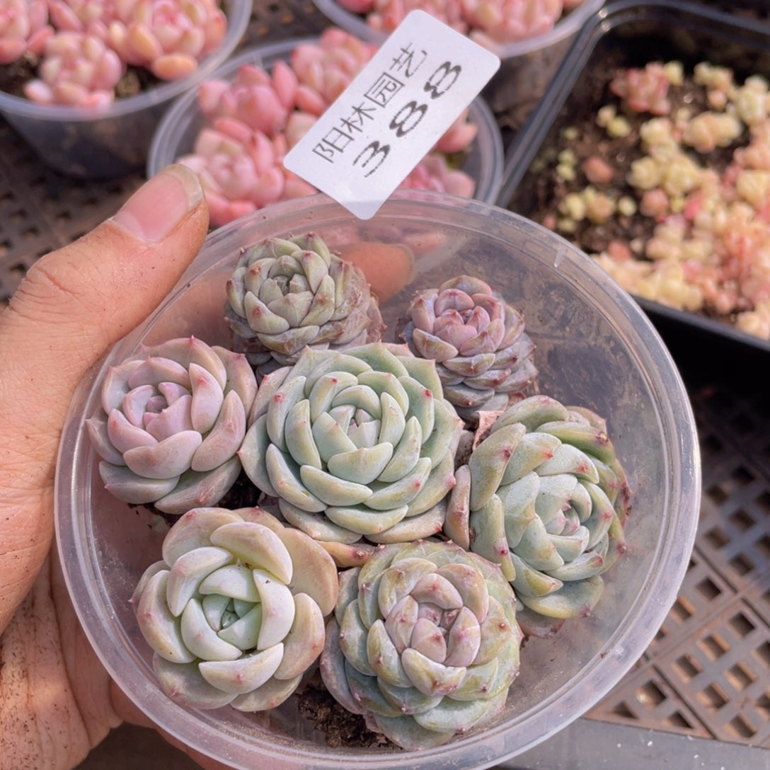 多肉植物多肉植物388