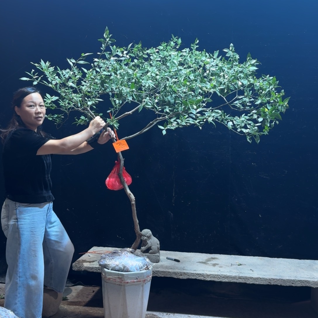 完全开放栀子花造型树一物一拍