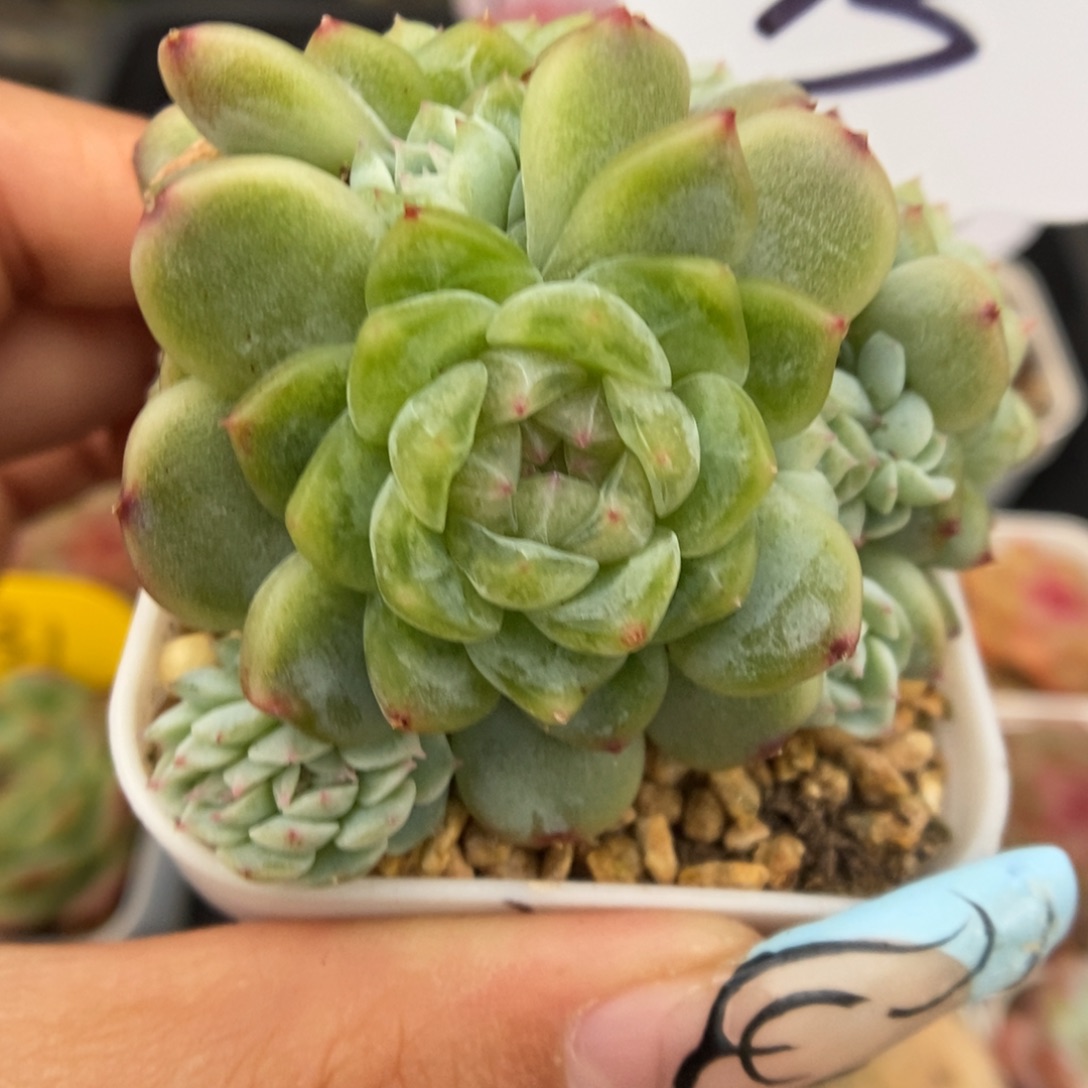 纸鸢群生带缀化593号