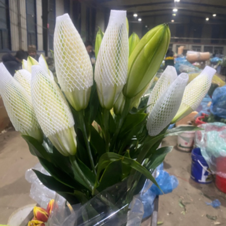 【莲花美人重瓣】香水百合东北基地发货顺丰包邮