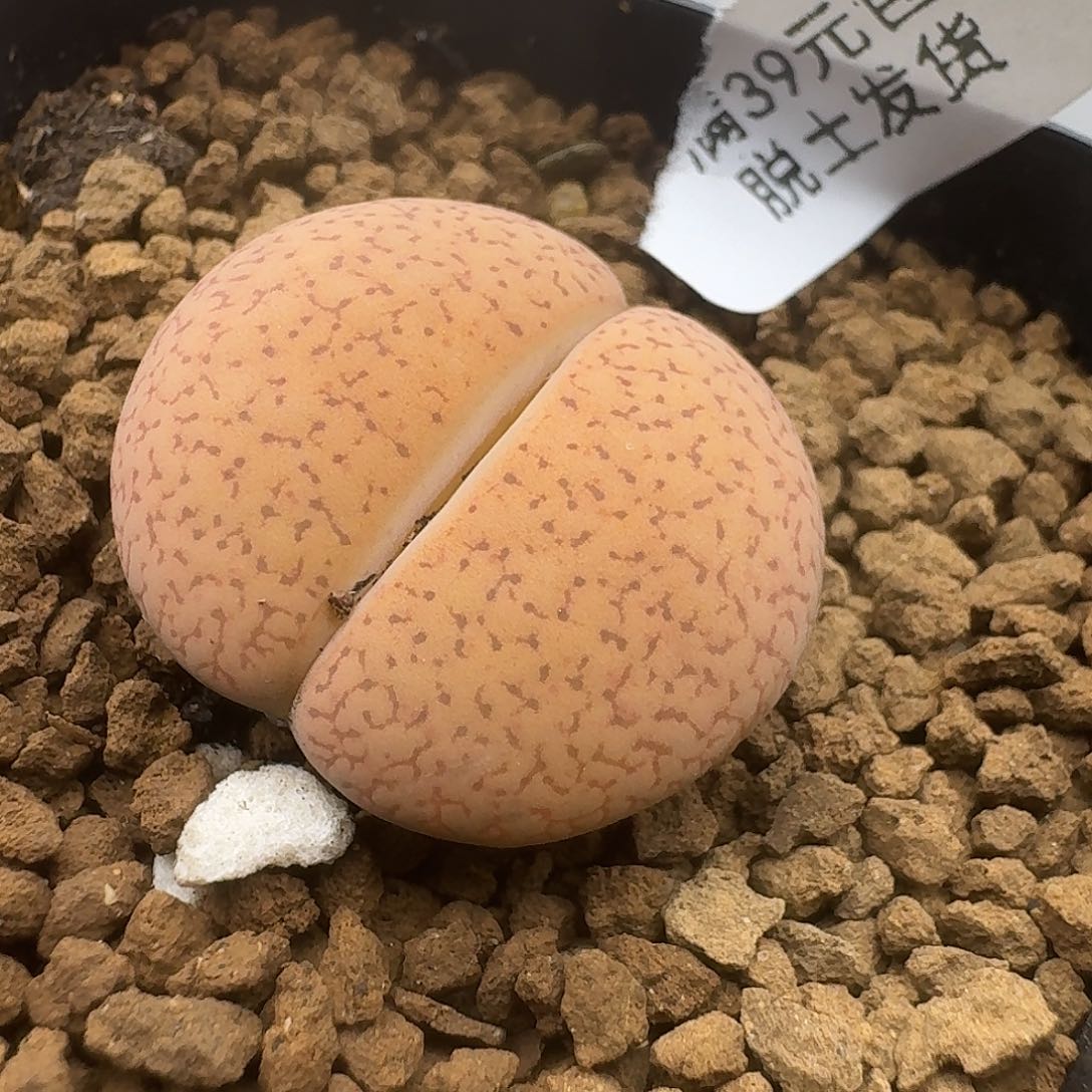 纸杯蛋糕哈哈哈哈哈哈