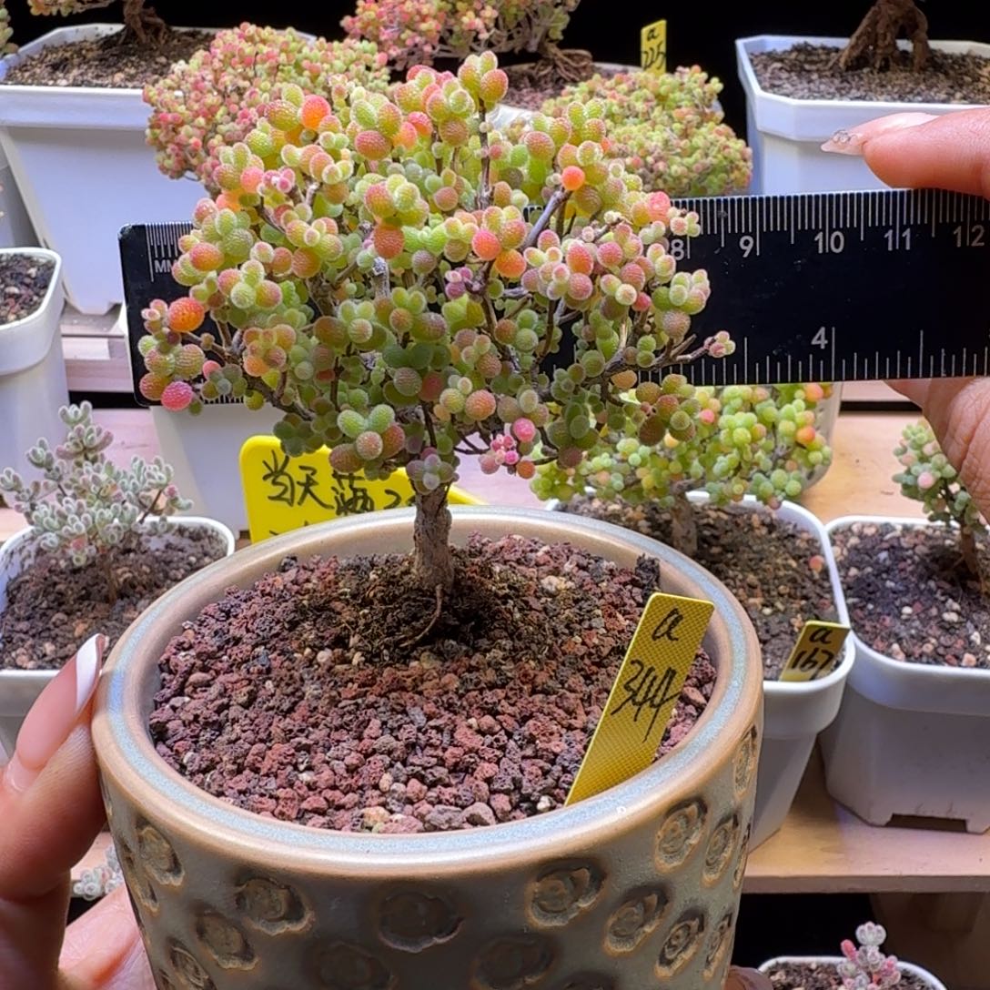 a344号金桔冠服7厘米左右带盆发