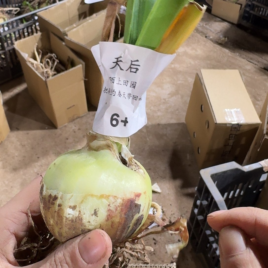 天后6+裸球开花球