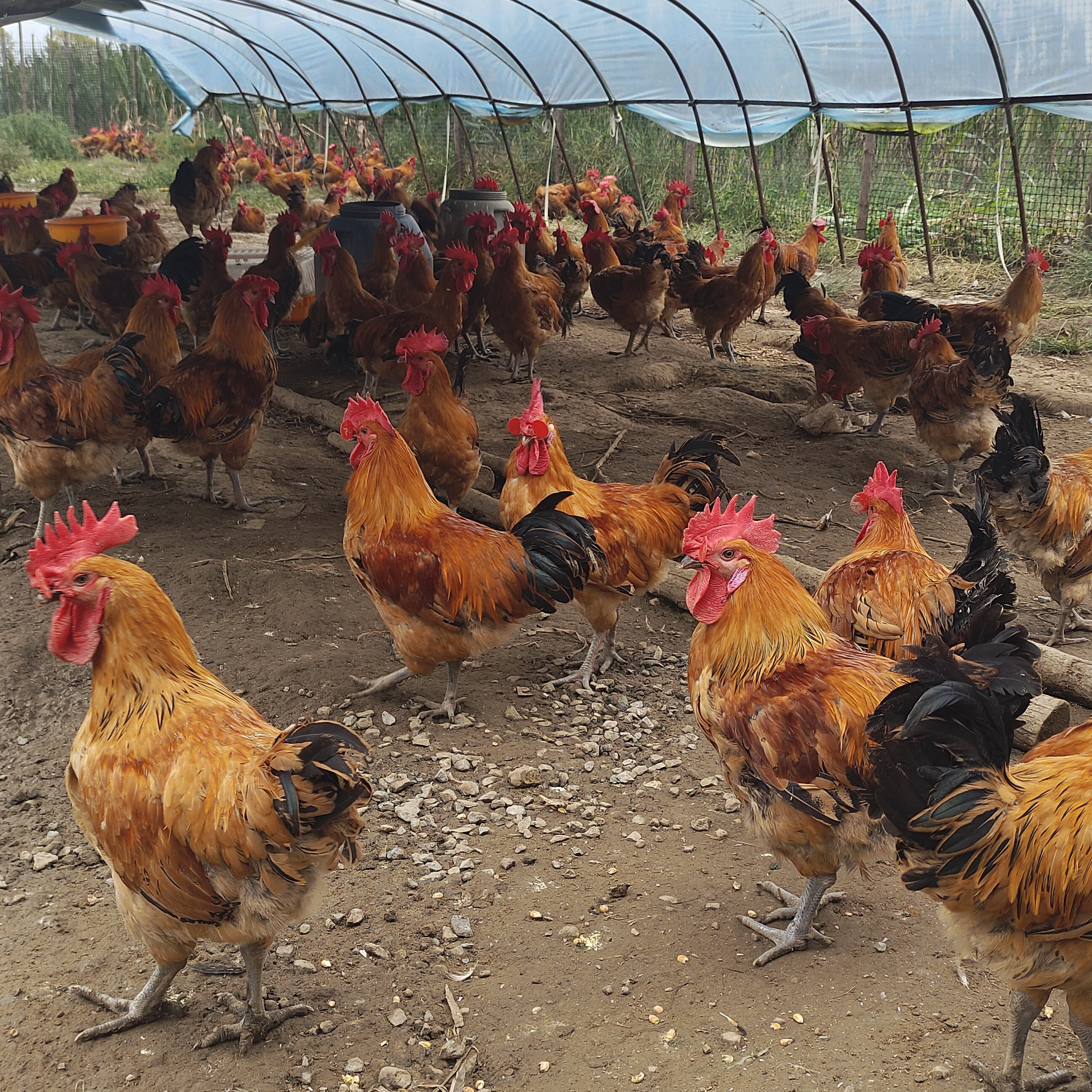 农场散养跑山鸡淮南王大公鸡一只（净重四斤左右）