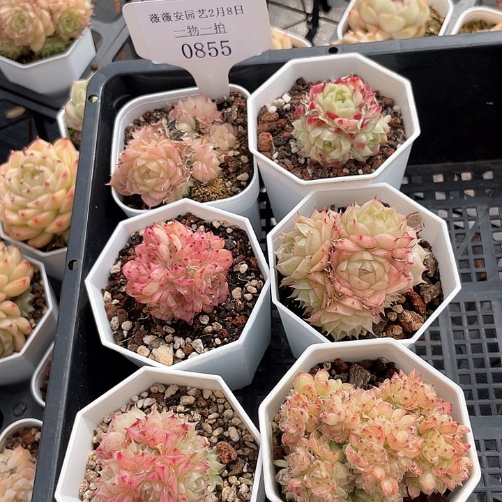 薇薇安园艺多肉0855