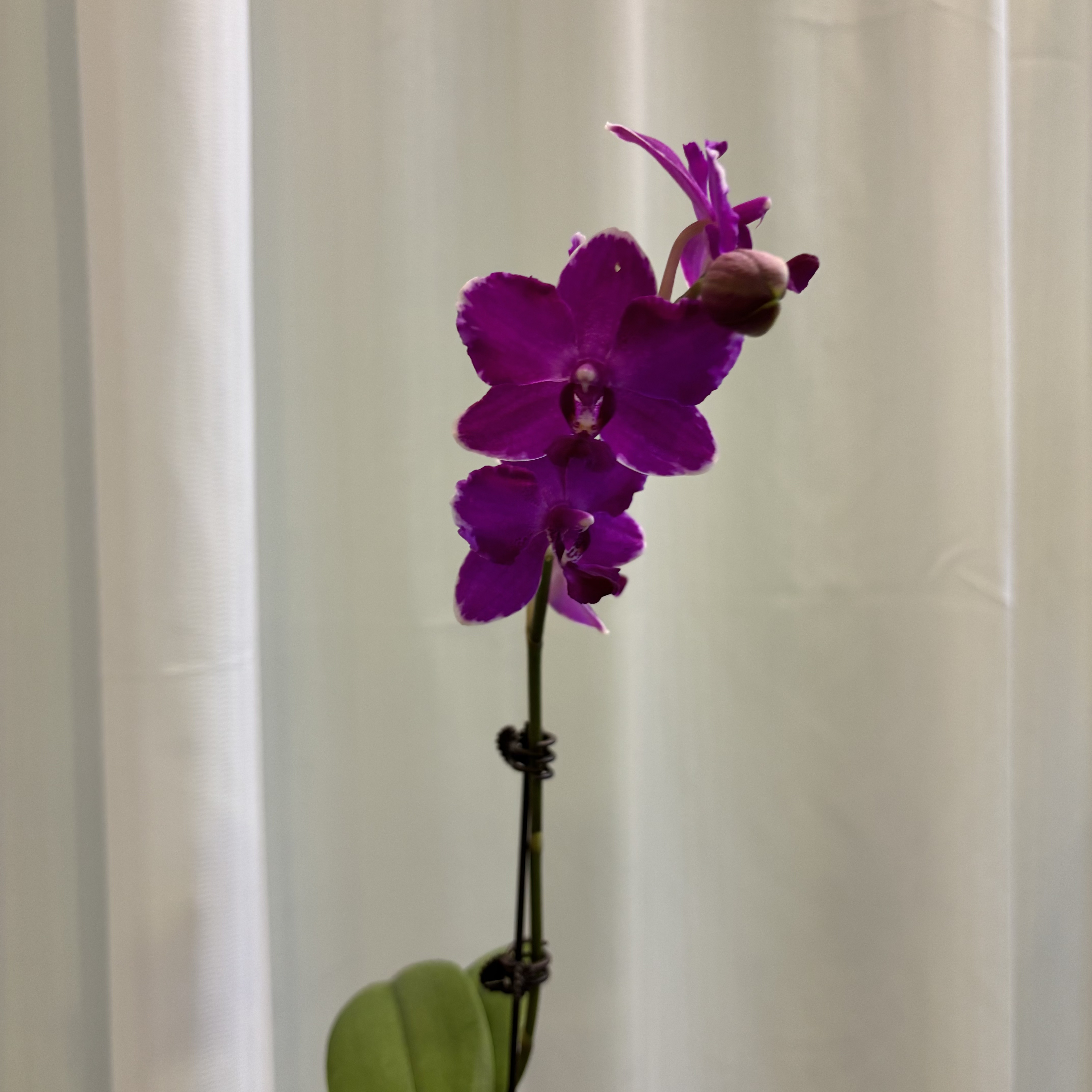 蝴蝶兰【红宝石】带花发货 室内客厅阳台花卉 好养易活